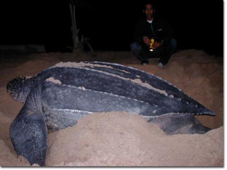 tortue lute